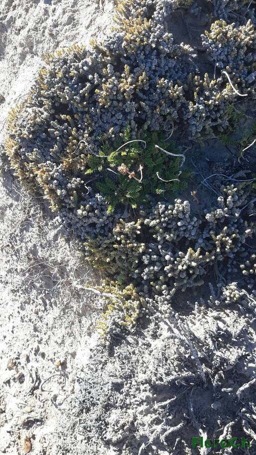 Acaena poeppigiana - FloraCh: Tomada el dia 2/01/2017 a las 08:57 en el departamento Gastre