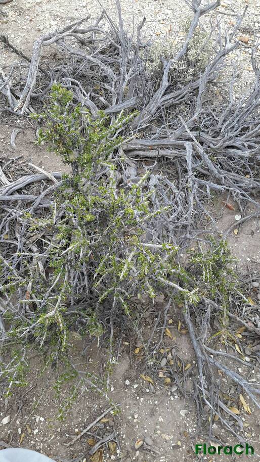 Lycium ameghinoi - FloraCh: Tomada el dia 7/11/2015 a las 15:24 en el departamento Gastre