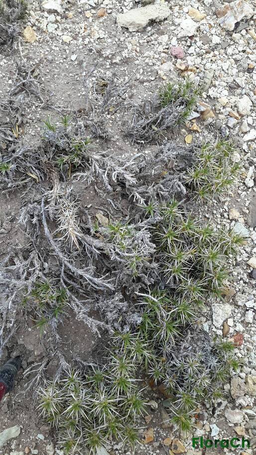 Nassauvia ulicina - FloraCh: Tomada el dia 7/11/2015 a las 15:24 en el departamento Gastre