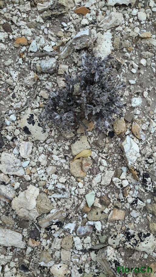 Tetraglochin caespitosa - FloraCh: Tomada el dia 7/11/2015 a las 15:24 en el departamento Gastre
