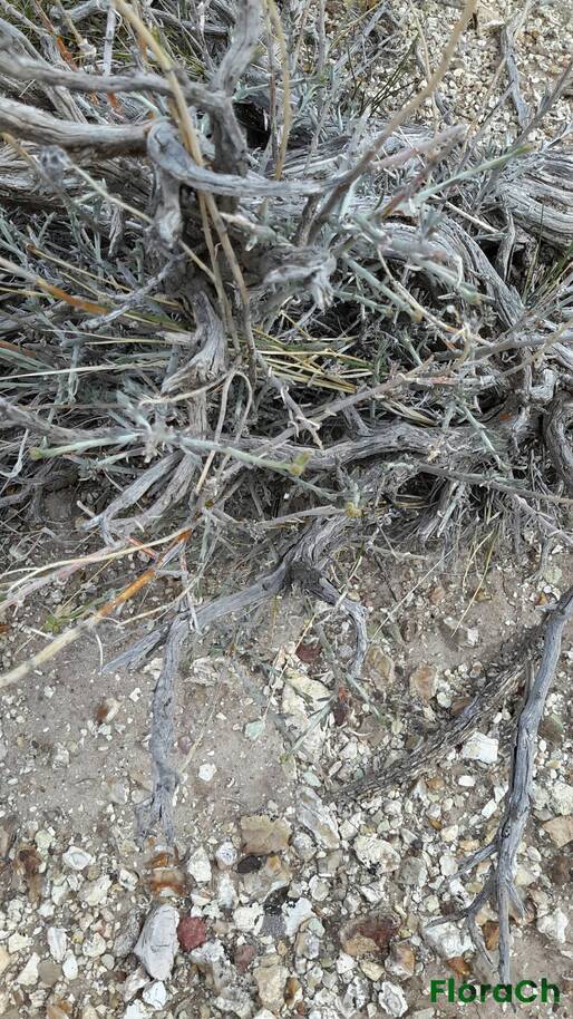 Nardophyllum  chiliotrichioides - FloraCh: Tomada el dia 7/11/2015 a las 15:24 en el departamento Gastre