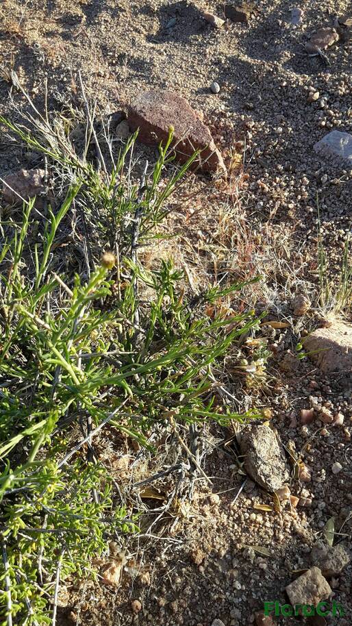 Baccharis darwinii - FloraCh: Tomada el dia 7/11/2015 a las 19:37 en el departamento Gastre
