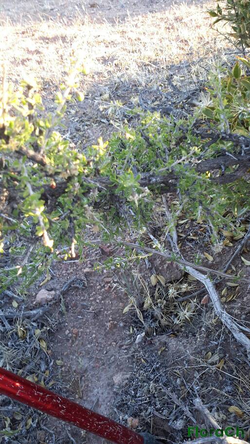 Lycium chilense - FloraCh: Tomada el dia 7/11/2015 a las 19:37 en el departamento Gastre
