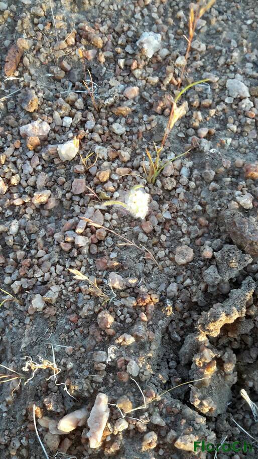 Plantago patagonica - FloraCh: Tomada el dia 7/11/2015 a las 19:37 en el departamento Gastre