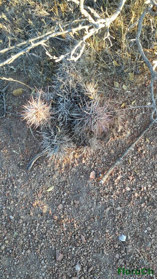 Austrocactus patagonico - FloraCh: Tomada el dia 7/11/2015 a las 19:37 en el departamento Gastre