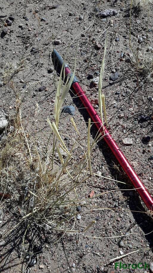 Pappostipa speciosa - FloraCh: Tomada el dia 1/01/2017 a las 10:09 en el departamento Paso de Indios