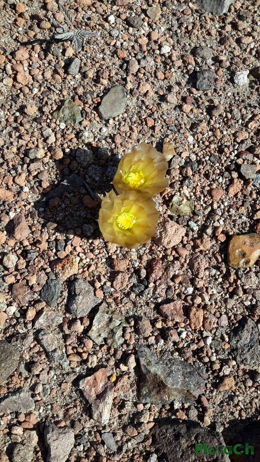 Pterocactus australis - FloraCh: Tomada el dia 7/11/2015 a las 17:14 en el departamento Gastre