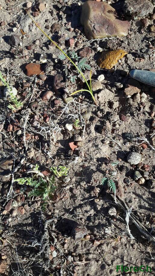 Poa lanuginosa - FloraCh: Tomada el dia 7/11/2015 a las 17:14 en el departamento Gastre