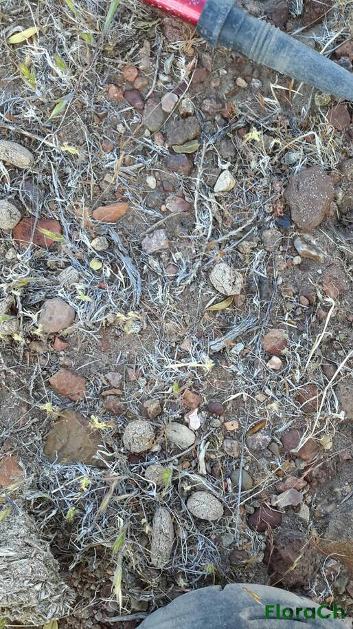 Schinus sp - FloraCh: Tomada el dia 7/11/2015 a las 17:14 en el departamento Gastre