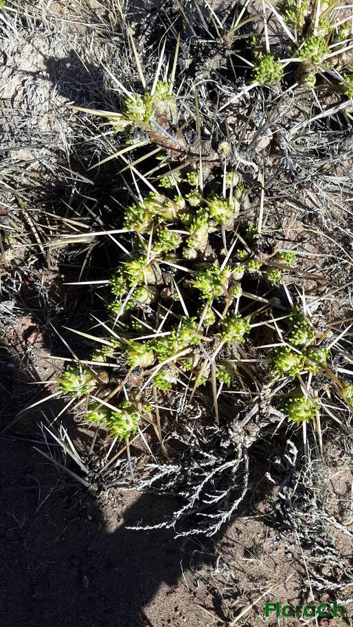 Maihuenia patagonica - FloraCh: Tomada el dia 7/11/2015 a las 17:14 en el departamento Gastre