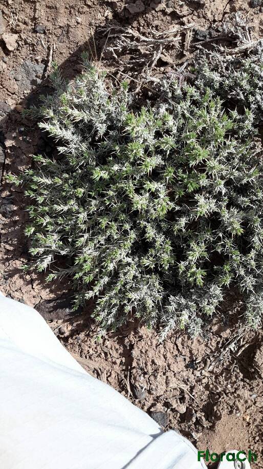Nassauvia ulicina - FloraCh: Tomada el dia 1/11/2015 a las 10:48 en el departamento Gastre