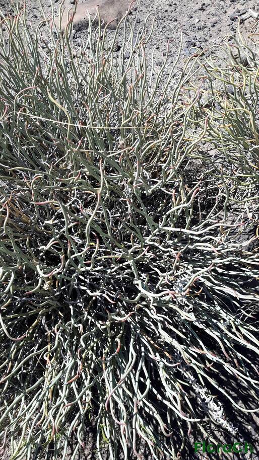 Spegazziniophytum patagonicum - FloraCh: Tomada el dia 3/11/2015 a las 11:42 en el departamento Telsen