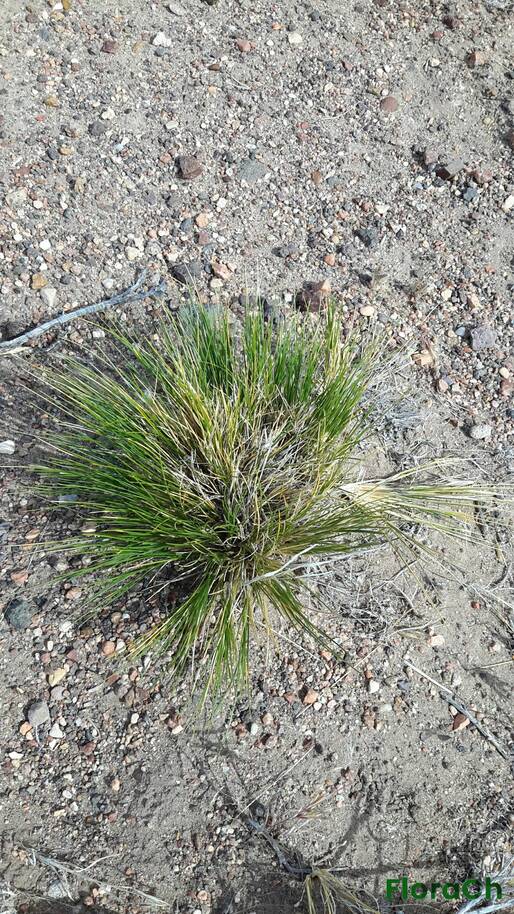 Pappostipa speciosa - FloraCh: Tomada el dia 1/11/2015 a las 09:19 en el departamento Gastre