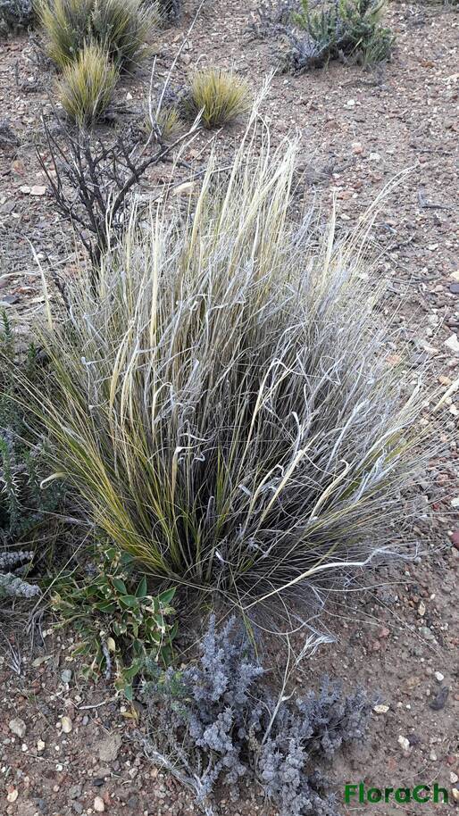 Festuca pallescens - FloraCh: Tomada el dia 1/11/2015 a las 15:01 en el departamento Gastre