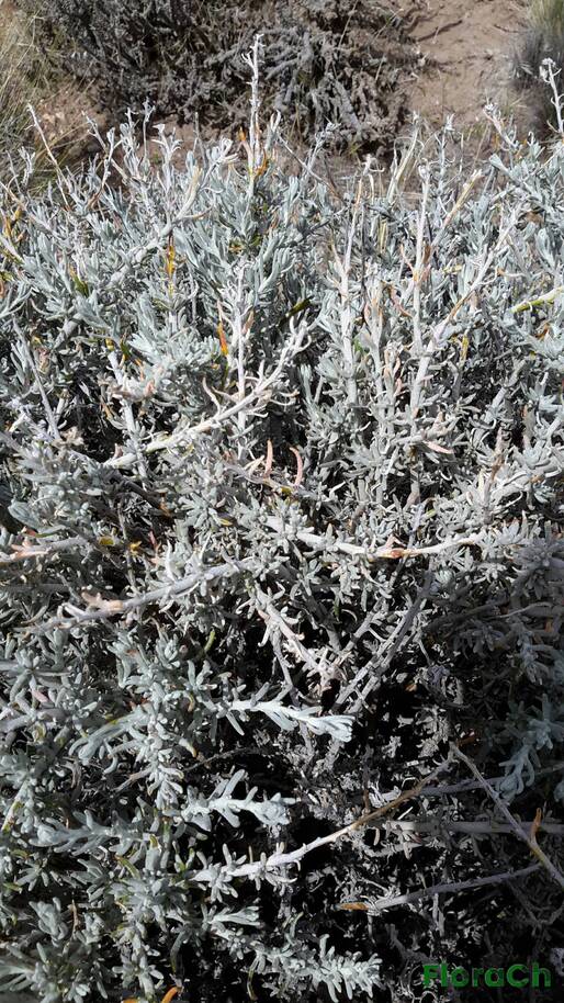 Senecio filaginoides - FloraCh: Tomada el dia 1/11/2015 a las 15:01 en el departamento Gastre