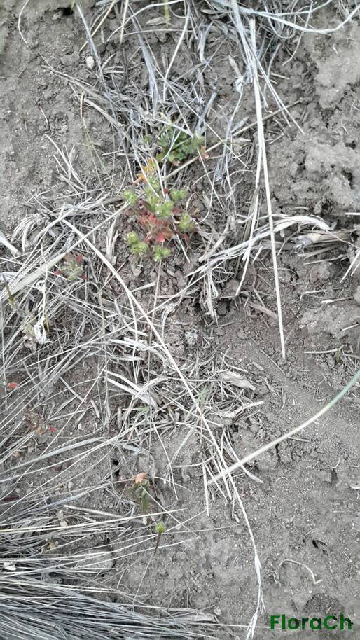 Cryptantha patagonica - FloraCh: Tomada el dia 2/11/2015 a las 06:07 en el departamento Gastre