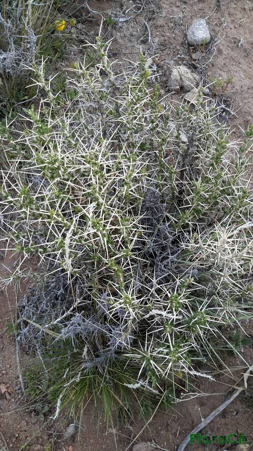 Tetraglochin alata - FloraCh: Tomada el dia 2/11/2015 a las 06:07 en el departamento Gastre