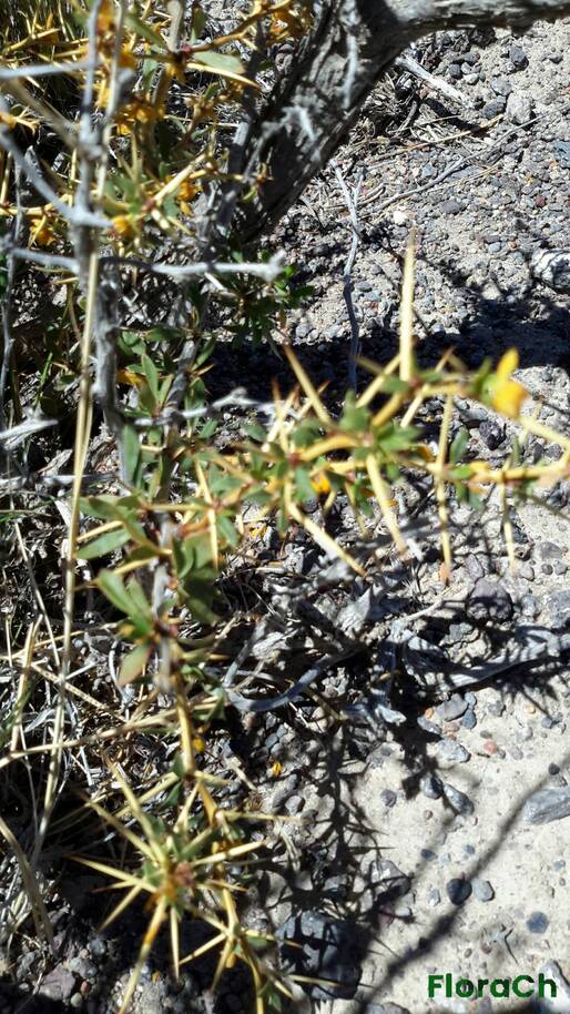 Berberis microphylla - FloraCh: Tomada el dia 3/11/2015 a las 12:48 en el departamento Telsen