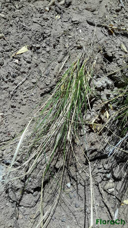 Pappostipa humilis - FloraCh: Tomada el dia 1/11/2015 a las 13:30 en el departamento Gastre