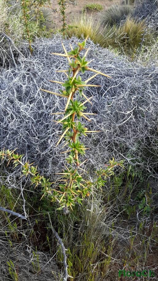 Berberis microphylla - FloraCh: Tomada el dia 2/11/2015 a las 07:47 en el departamento Gastre