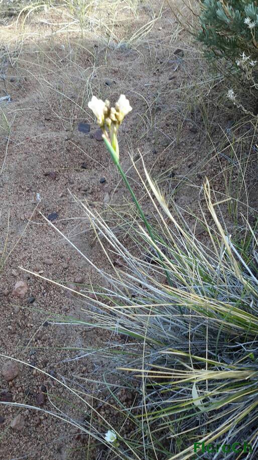 Olsynium junceum - FloraCh: Tomada el dia 2/11/2015 a las 07:47 en el departamento Gastre