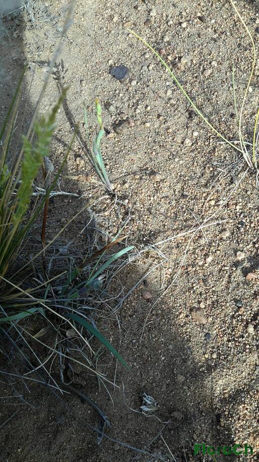 Zephyranthes gilliesiana - FloraCh: Tomada el dia 2/11/2015 a las 07:47 en el departamento Gastre