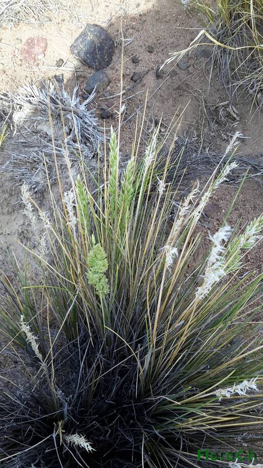 Festuca pallescens - FloraCh: Tomada el dia 2/11/2015 a las 09:10 en el departamento Gastre