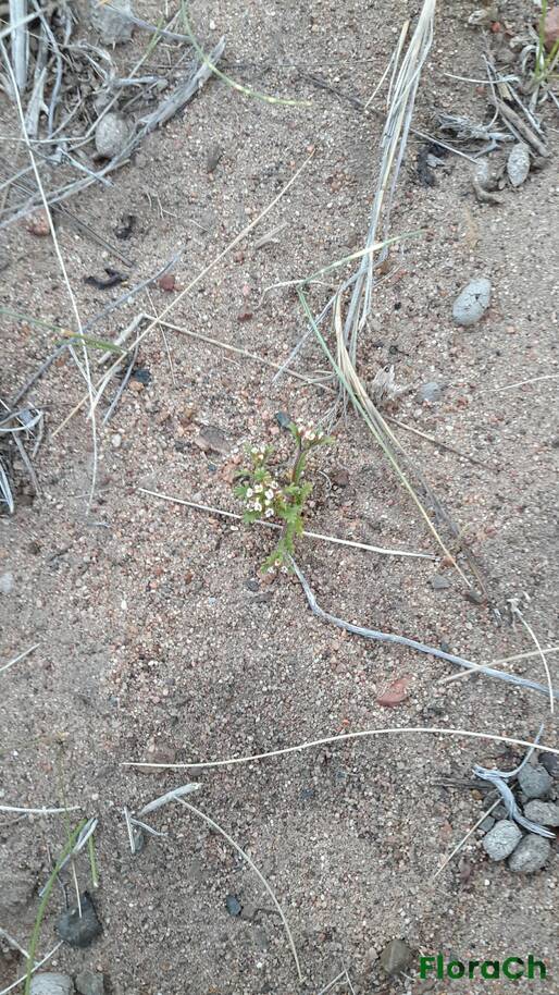 Phacelia sinuata - FloraCh: Tomada el dia 1/11/2015 a las 19:27 en el departamento Gastre