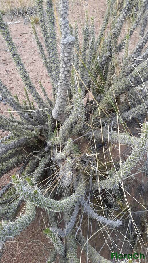 Nassauvia ulicina - FloraCh: Tomada el dia 1/11/2015 a las 19:27 en el departamento Gastre