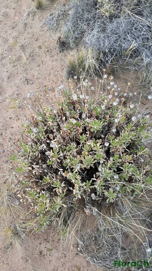 Grindelia patagonica - FloraCh: Tomada el dia 1/11/2015 a las 19:27 en el departamento Gastre