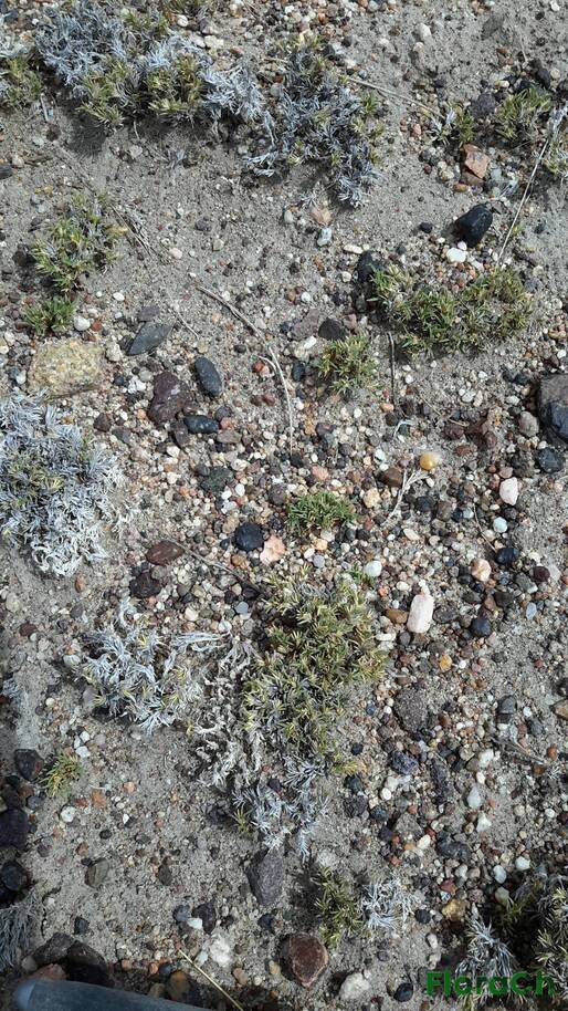 Distichlis australis - FloraCh: Tomada el dia 2/11/2015 a las 11:25 en el departamento Gastre