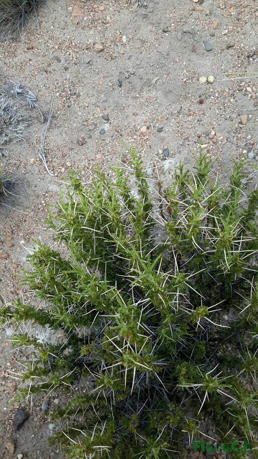 Tetraglochin alata - FloraCh: Tomada el dia 2/11/2015 a las 12:17 en el departamento Gastre