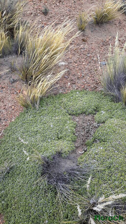 Azorella monantha - FloraCh: Tomada el dia 2/11/2015 a las 16:08 en el departamento Gastre