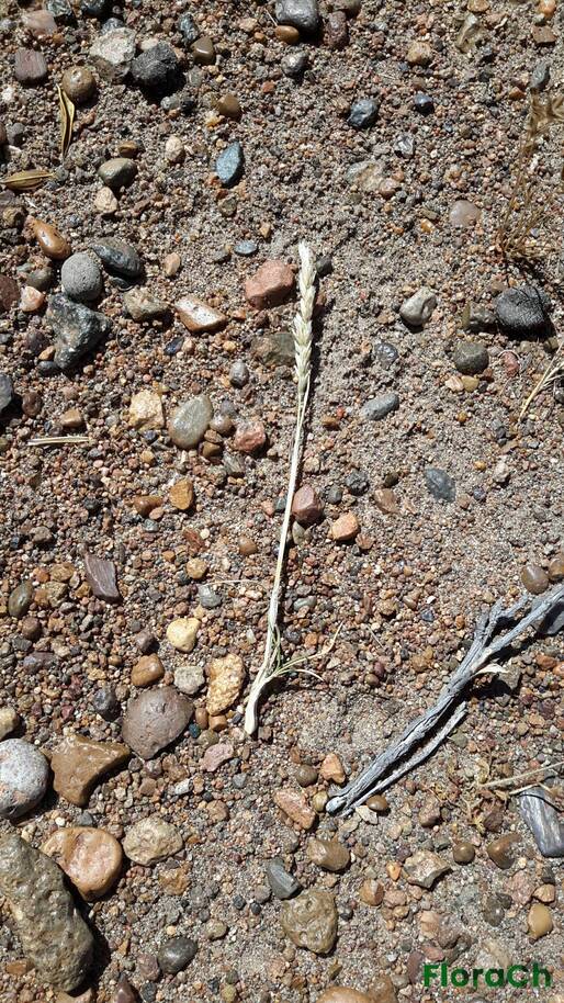 Pappostipa speciosa - FloraCh: Tomada el dia 2/12/2015 a las 11:09 en el departamento Mártires