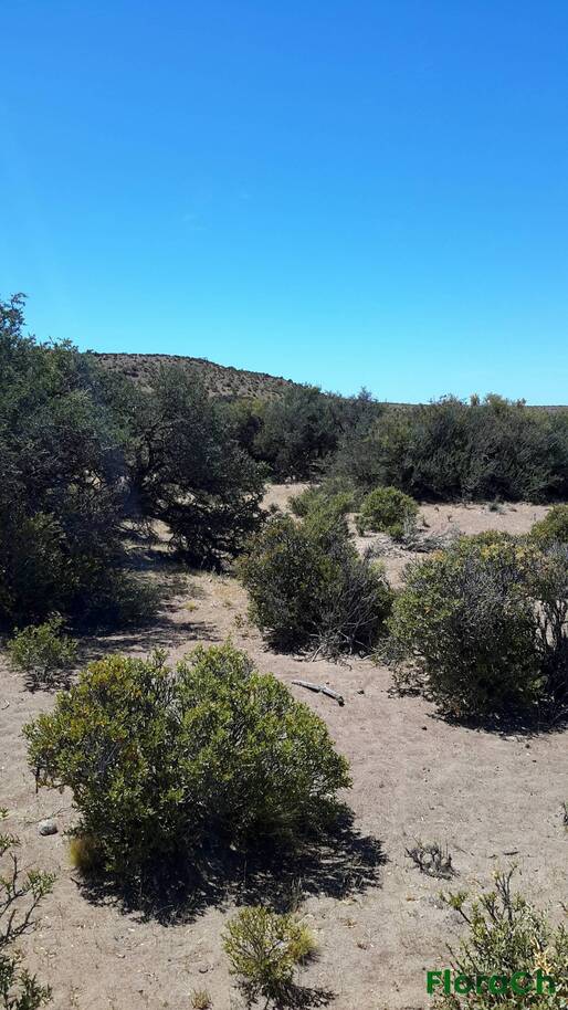 Chuquiraga avellanedae - FloraCh: Tomada el dia 2/12/2015 a las 11:57 en el departamento Mártires