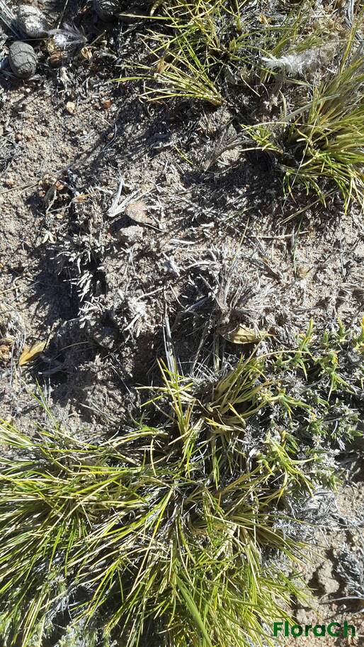 Poa ligularis - FloraCh: Tomada el dia 2/12/2015 a las 16:53 en el departamento Mártires