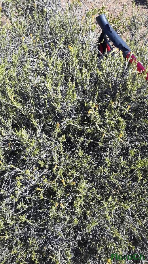 Senecio sp - FloraCh: Tomada el dia 2/12/2015 a las 16:53 en el departamento Mártires