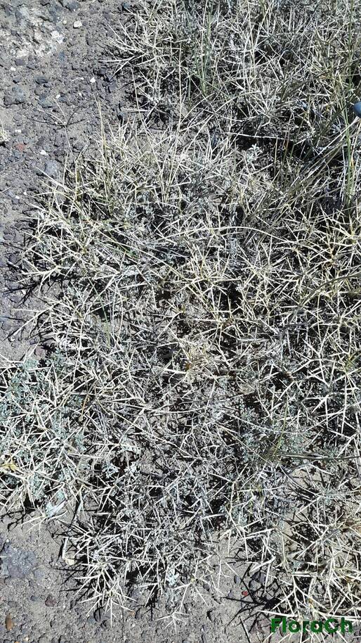 Adesmia candida - FloraCh: Tomada el dia 3/11/2015 a las 11:42 en el departamento Telsen