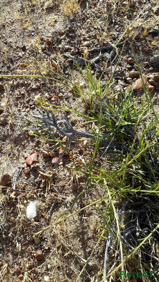 Baccharis darwinii - FloraCh: Tomada el dia 1/12/2015 a las 18:28 en el departamento Mártires