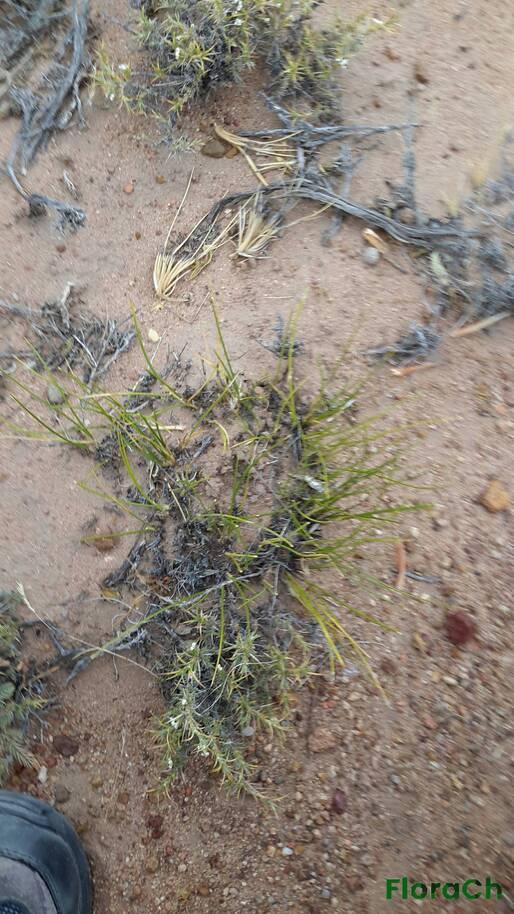 Pappostipa speciosa - FloraCh: Tomada el dia 1/12/2015 a las 16:55 en el departamento Mártires