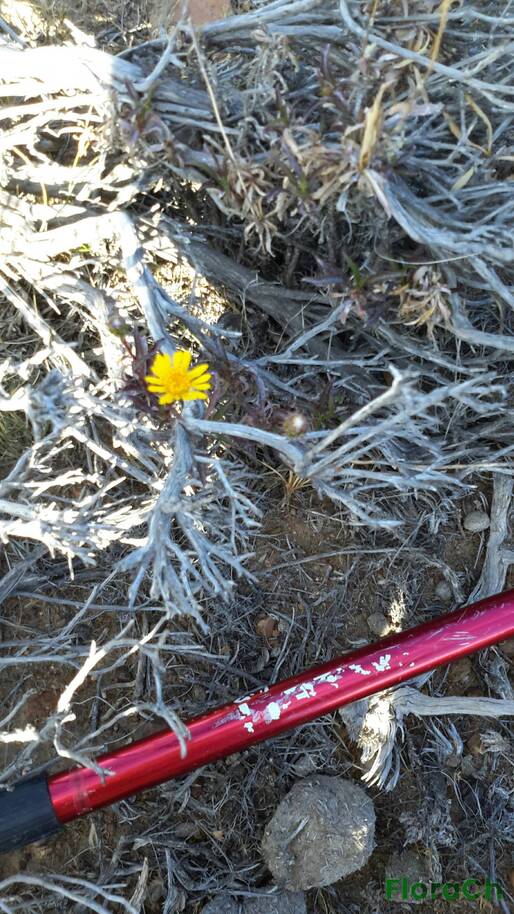 Grindelia patagonica - FloraCh: Tomada el dia 2/12/2015 a las 17:38 en el departamento Mártires