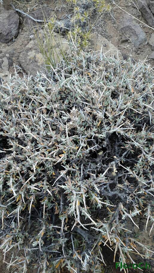Brachyclados - FloraCh: Tomada el dia 7/12/2015 a las 15:14 en el departamento Telsen