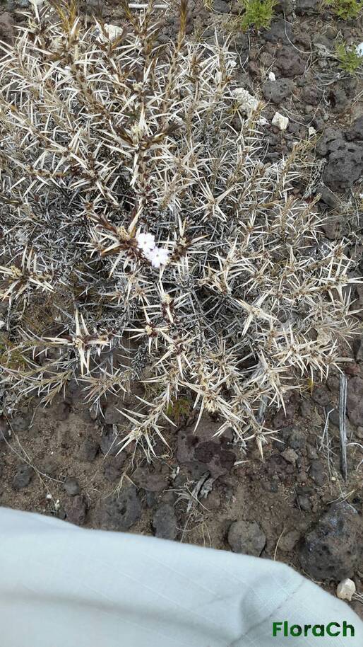 Junellia sp - FloraCh: Tomada el dia 7/12/2015 a las 13:44 en el departamento Telsen