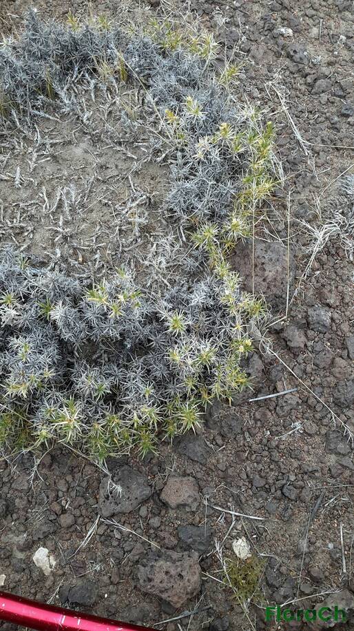 Nassauvia fuegiana - FloraCh: Tomada el dia 7/12/2015 a las 13:44 en el departamento Telsen