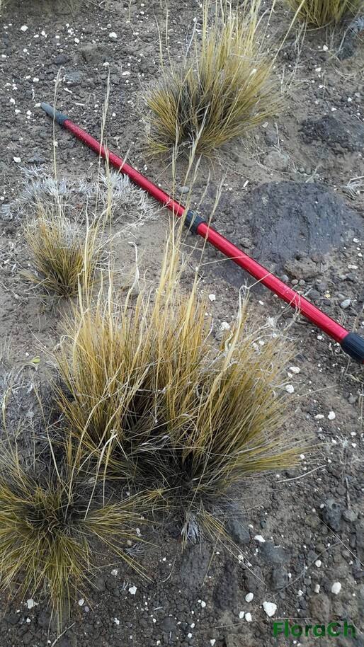 Pappostipa humilis - FloraCh: Tomada el dia 7/12/2015 a las 12:41 en el departamento Telsen