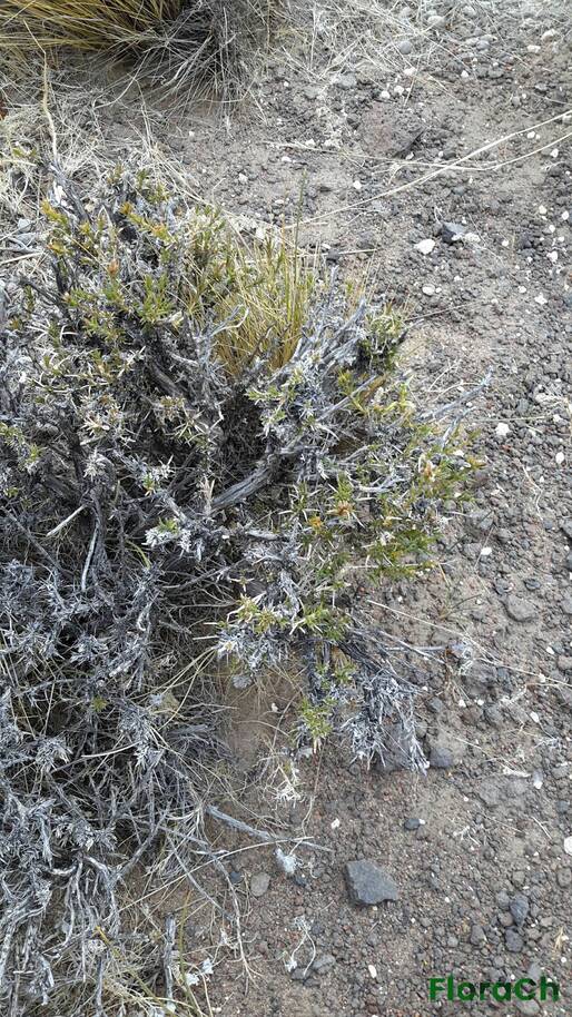 Junellia tonini var mulinoides - FloraCh: Tomada el dia 7/12/2015 a las 12:41 en el departamento Telsen