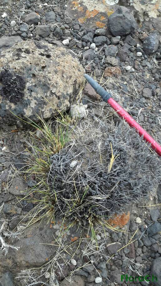 Pappostipa speciosa - FloraCh: Tomada el dia 7/12/2015 a las 11:15 en el departamento Telsen