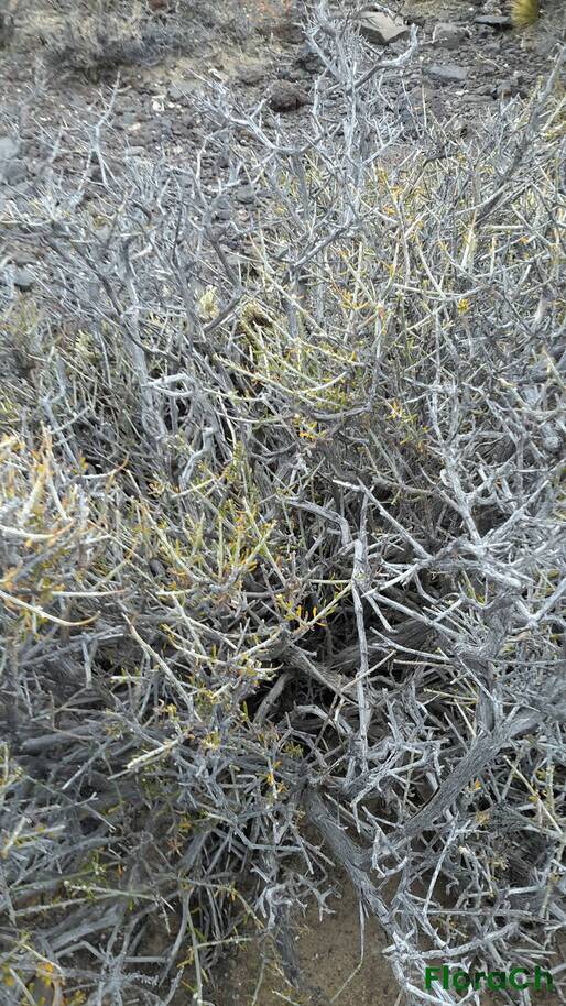 Nardophyllum  chiliotrichioides - FloraCh: Tomada el dia 7/12/2015 a las 11:15 en el departamento Telsen