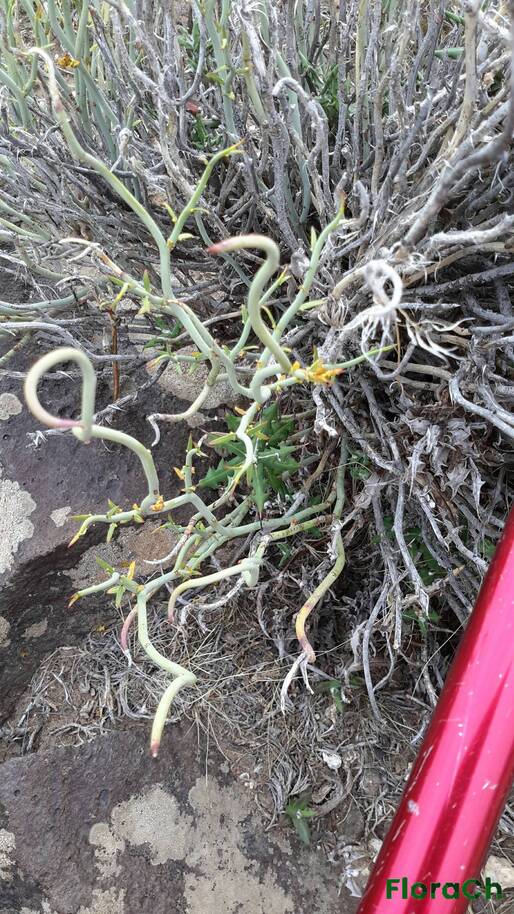 Spegazziniophytum patagonicum - FloraCh: Tomada el dia 7/12/2015 a las 16:24 en el departamento Telsen