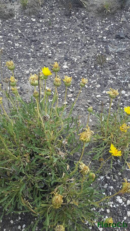 Grindelia patagonica - FloraCh: Tomada el dia 7/12/2015 a las 17:41 en el departamento Telsen
